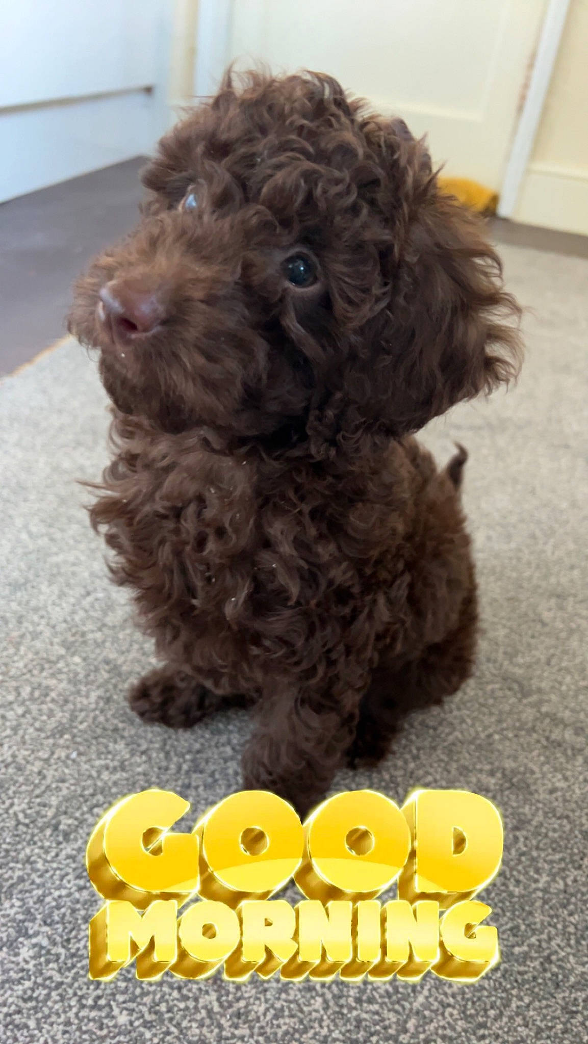 Milo is registered to the contest to win money with this photo: canidae, carnivore, companion_dog, dog, dog_breed, dog_supply, flooring, fur, liver, maltepoo, photo_caption, poodle, publication, snout, sporting_group, terrier, toy_dog, water_dog, working_animal, yorkipoo