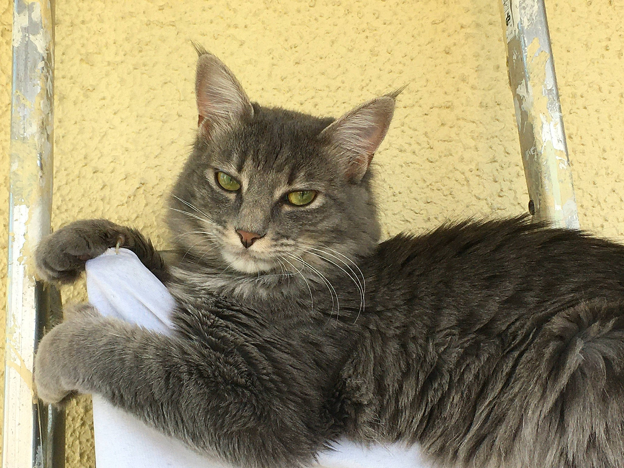 Griotte participe au concours pour gagner de l'argent avec cette photo : art, carnivore, cat, claw, domestic_short_haired_cat, felidae, fur, paw, sitting, small_to_medium_sized_cats, snout, tail, terrestrial_animal, whiskers, wildlife, window