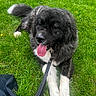 Mała joined the competition — help win amazing prizes! dog, animal, pet, grass, outdoor, leash, black_and_white, tongue_out, fluffy, happy, canine, nature, summer, resting, fur, playful, daytime, mammal, grass_field, relaxed