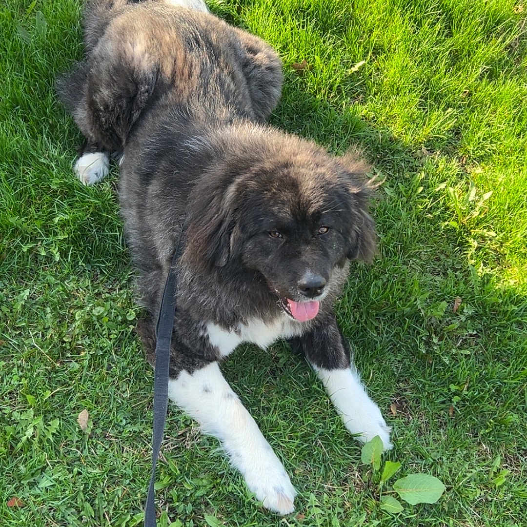 Mała is registered to the contest to win money with this photo: dog, grass, leash, outdoor, pet, animal, canine, fur, happy, tongue_out, lying_down, sunlight, nature, greenery, playful, summer, daytime, mammal, companion, relaxed