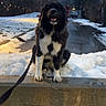 Mała is registered to the contest to win money with this photo: dog, black_and_white, leash, snow, winter, outdoor, park, tree, dusk, pathway, animal, pet, canine, sitting, cold, nature, fur, walk, leash_taut, evening
