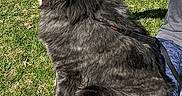 Mała joined the competition — help win amazing prizes! dog, grass, outdoor, pet, black_fur, white_paws, tail, happy, person, hand, legs, casual_clothing, sunlight, nature, leash, panting, sitting, scratching, playful, canine