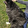 dog, grass, outdoor, pet, black_fur, white_paws, tail, happy, person, hand, legs, casual_clothing, sunlight, nature, leash, panting, sitting, scratching, playful, canine