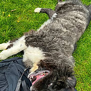 Mała joined the competition — help win amazing prizes! dog, black_and_white, grass, outdoor, pet, fur, lying_down, playful, animal, canine, happy, nature, summer, close_up, muzzle, teeth, tongue, collar, jacket, relaxed