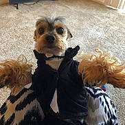 Tyrone joined the competition — help win amazing prizes! dog, small_dog, pet, tuxedo, clothing, indoor, living_room, carpet, television, lap, curious, cute, furry, black_jacket, brown_fur, person, patterned_pants, sitting, looking_at_camera, home