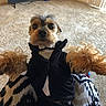 dog, small_dog, pet, tuxedo, clothing, indoor, living_room, carpet, television, lap, curious, cute, furry, black_jacket, brown_fur, person, patterned_pants, sitting, looking_at_camera, home