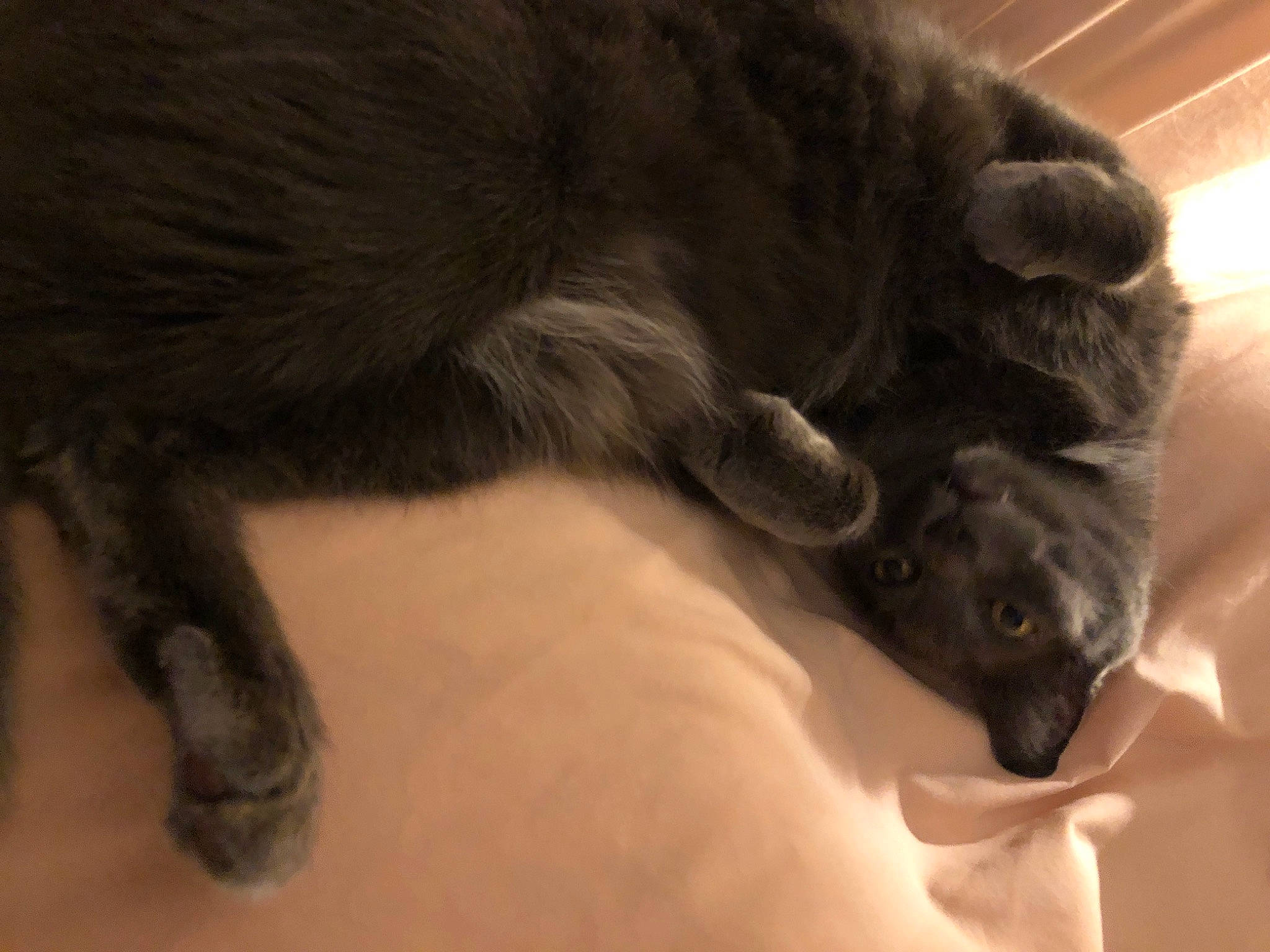 Desi is registered to the contest to win money with this photo: black_cat, carnivore, cat, claw, comfort, companion_dog, dog_breed, domestic_short_haired_cat, ear, felidae, fur, gesture, hardwood, nap, paw, sleep, small_to_medium_sized_cats, tail, terrestrial_animal, whiskers