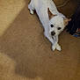 dog, small_dog, white_dog, carpet, indoor, pet, animal, crossed_paws, looking_up, brown_spots, cute, fur, ears, snout, floor, household, domestic, companion, friendly, relaxed