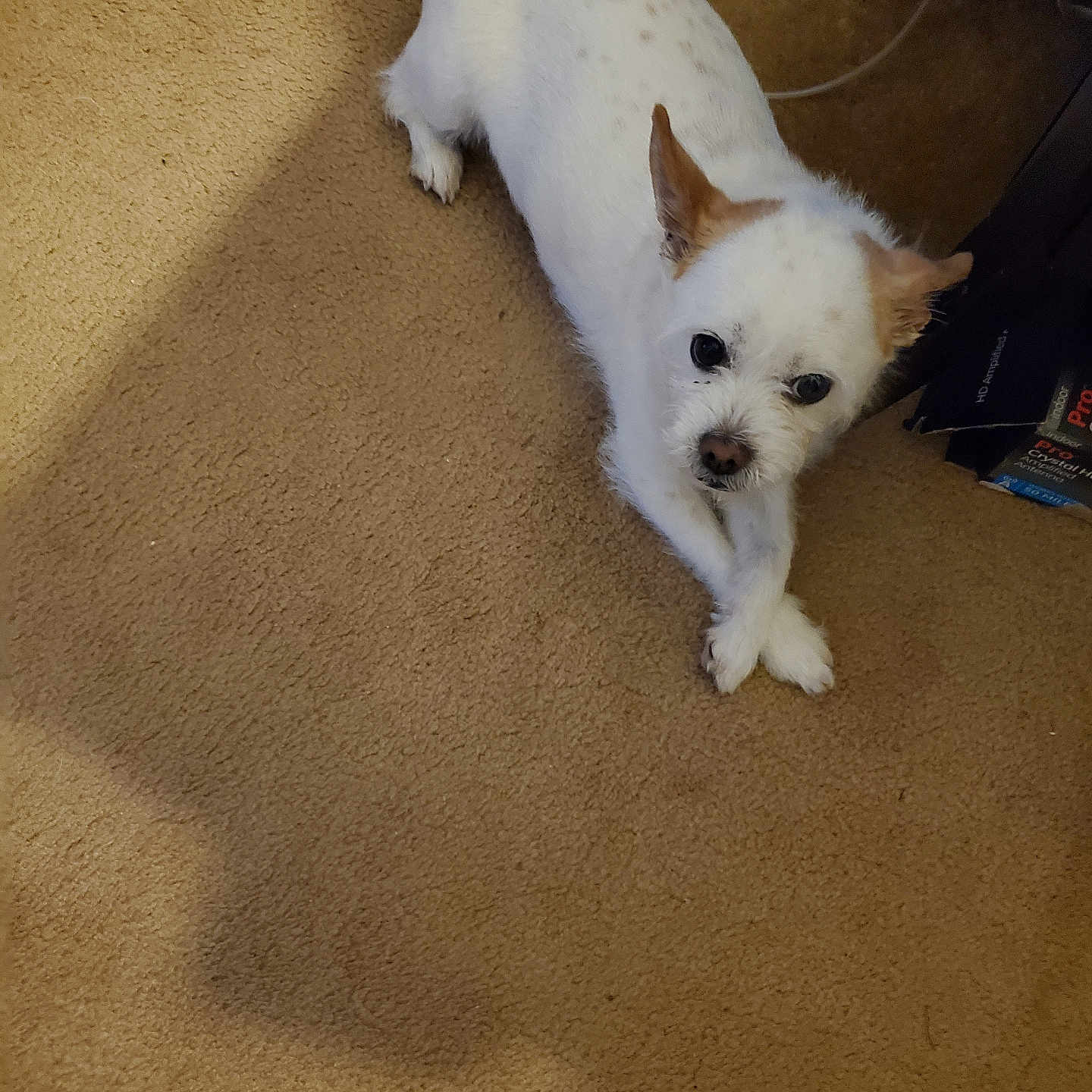 Jack is registered to the contest to win money with this photo: animal, brown_spots, carpet, companion, crossed_paws, cute, dog, domestic, ears, floor, friendly, fur, household, indoor, looking_up, pet, relaxed, small_dog, snout, white_dog