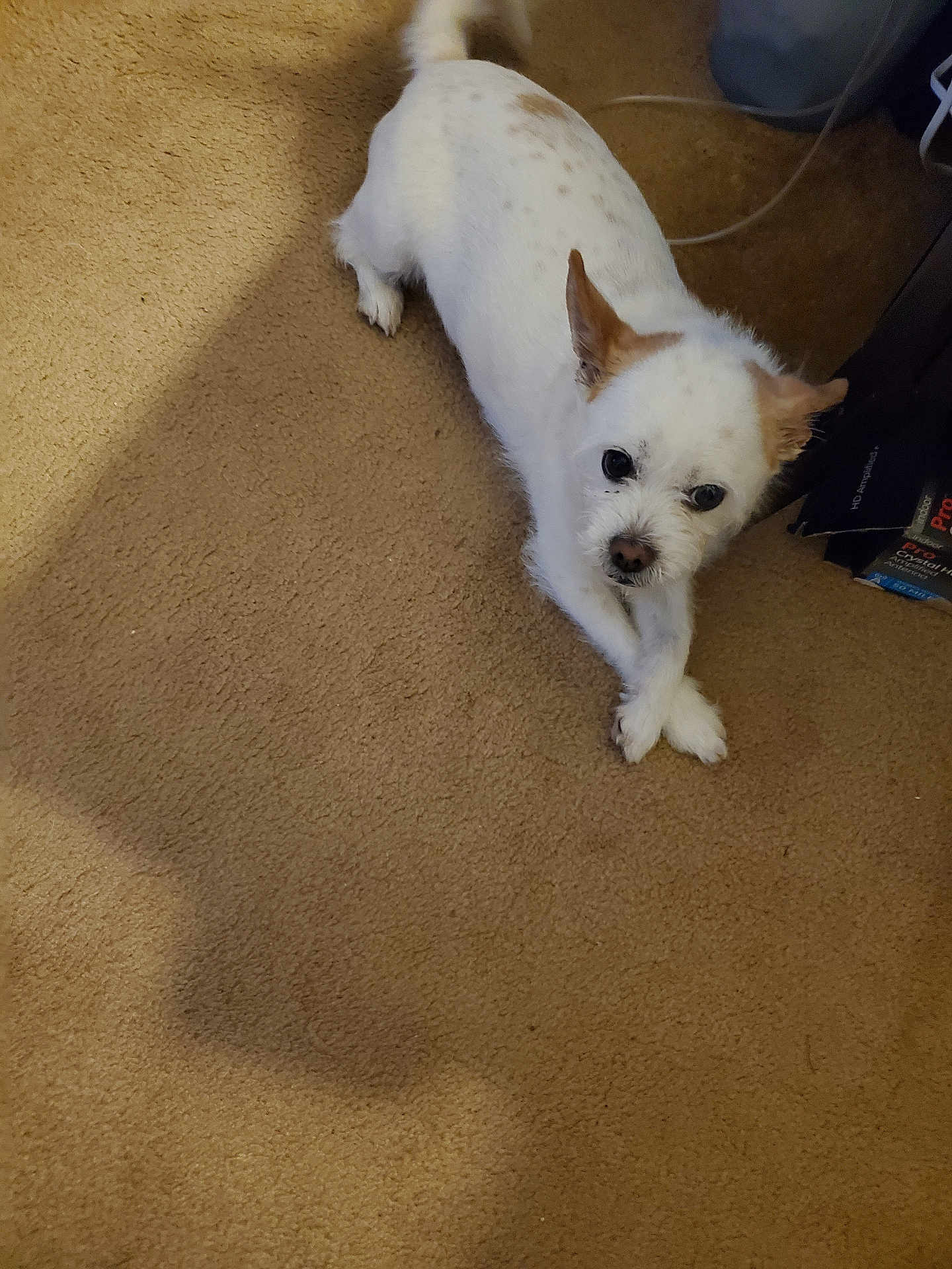 Jack is registered to the contest to win money with this photo: dog, small_dog, white_dog, carpet, indoor, pet, animal, crossed_paws, looking_up, brown_spots, cute, fur, ears, snout, floor, household, domestic, companion, friendly, relaxed