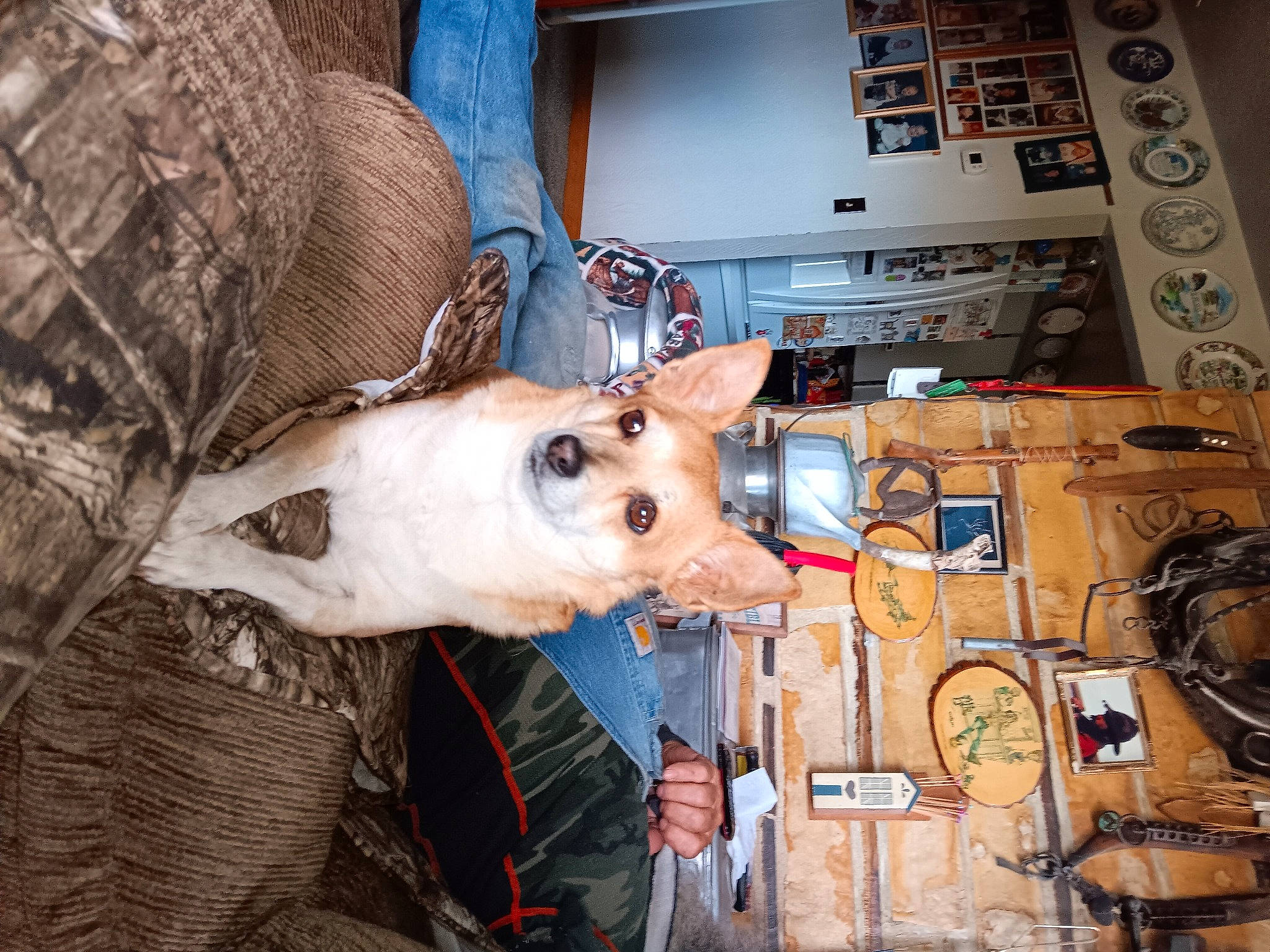 Angel joined the competition — help win amazing prizes! canidae, carnivore, collar, companion_dog, computer, computer_hardware, dog, dog_breed, electrical_supply, electrical_wiring, fawn, fur, laptop, machine, personal_computer, sporting_group, whiskers, wire, wood, working_animal