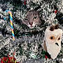 cat, christmas_tree, ornament, tinsel, snow_flocked, candy_cane, owl_decoration, green_eyes, furry_face, peeking, holiday, festive, decoration, pine_needles, garland, plush_ornament, red_bauble, lights, closeup, mischievous_cat