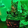 cat, tabby, pet, indoor, couch, blanket, water_bottle, bag, lips_pattern, table, green_lighting, feline, whiskers, paws, portrait, gaze, zipper, accessory, cozy, home