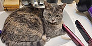 Ellie is registered to the contest to win money with this photo: cat, sink, faucet, bar_soap, soap_dish, hair_straightener, straightener, bathroom, countertop, pet, feline, whiskers, tail, paw, green_eyes, reflection, hairdryer, remington, bottle, white_surface