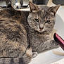 cat, sink, faucet, bar_soap, soap_dish, hair_straightener, straightener, bathroom, countertop, pet, feline, whiskers, tail, paw, green_eyes, reflection, hairdryer, remington, bottle, white_surface