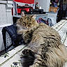 Nina participe au concours pour gagner de l'argent avec cette photo : cat, fluffy, indoor, table, tablecloth, kitchen, appliances, red_wall, furniture, cozy, relaxed, fur, pet, domestic_animal, resting, home, decor, household, comfortable, closeup