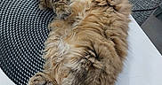 Nina a rejoint le concours — aidez-le/la à gagner de superbes lots ! cat, fluffy, sleeping, nap, long_hair, feline, table, mat, white, black, tail, paw, relaxed, cozy, domestic_animal, pet, fur, cute, indoor, resting