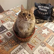Nina participe au concours pour gagner de l'argent avec cette photo : cat, basket, table, tablecloth, sign, text, pillow, indoor, pet, feline, closeup, brown_cat, domestic_cat, pattern, decor, cozy, cute, sitting, fur, eyes
