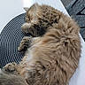 Nina a rejoint le concours — aidez-le/la à gagner de superbes lots ! cat, sleeping, fluffy, fur, placemat, table, indoor, cozy, pet, resting, cute, animal, tabby, whiskers, relax, feline, soft, domestic, quiet, peaceful