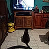 cat, television, living_room, wooden_furniture, vacuum_cleaner, clock, tiled_floor, remote_control, glass_table, person_on_tv, indoor, pet, animal, watching_tv, cabinet, decor, shadow, seat, electronics, wall