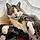 Lupin