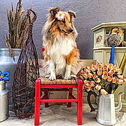 Blayou participe au concours pour gagner de l'argent avec cette photo : dog, red_chair, flower, bouquet, roses, metal_teapot, decorative_owl, vintage_cabinet, dried_plants, rustic_decor, colorful_flowers, indoor, pet, animal, furniture, flower_accessory, cozy, cute, sitting, portrait