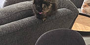 Nessie joined the competition — help win amazing prizes! kitten, cat, tortoiseshell, couch, pillow, living_room, furniture, table, cup, glass, curious, pet, indoor, soft_light, gray, cozy, feline, sitting, relaxed, home