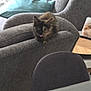 kitten, cat, tortoiseshell, couch, pillow, living_room, furniture, table, cup, glass, curious, pet, indoor, soft_light, gray, cozy, feline, sitting, relaxed, home