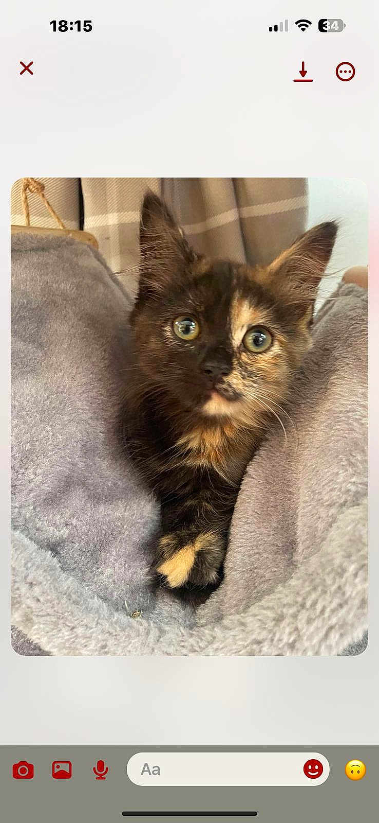 Nessie is registered to the contest to win money with this photo: animal, blanket, cat, comfort, cozy, curious, cute, ears, eyes, fur, indoors, kitten, pet, portrait, resting, small, soft, tortoiseshell, whiskers, young