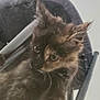 Nessie is registered to the contest to win money with this photo: kitten, cat, tortoiseshell, fur, curious, indoor, glass, reflection, chair, pet, animal, whiskers, ears, closeup, blur, furniture, domestic, young, cute, portrait
