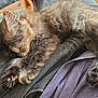 Nessie is registered to the contest to win money with this photo: kitten, sleeping, cat, fur, paw_pads, closeup, lap, relaxed, cozy, domestic_animal, pet, whiskers, feline, indoor, resting, cute, animal, mammal, young, soft