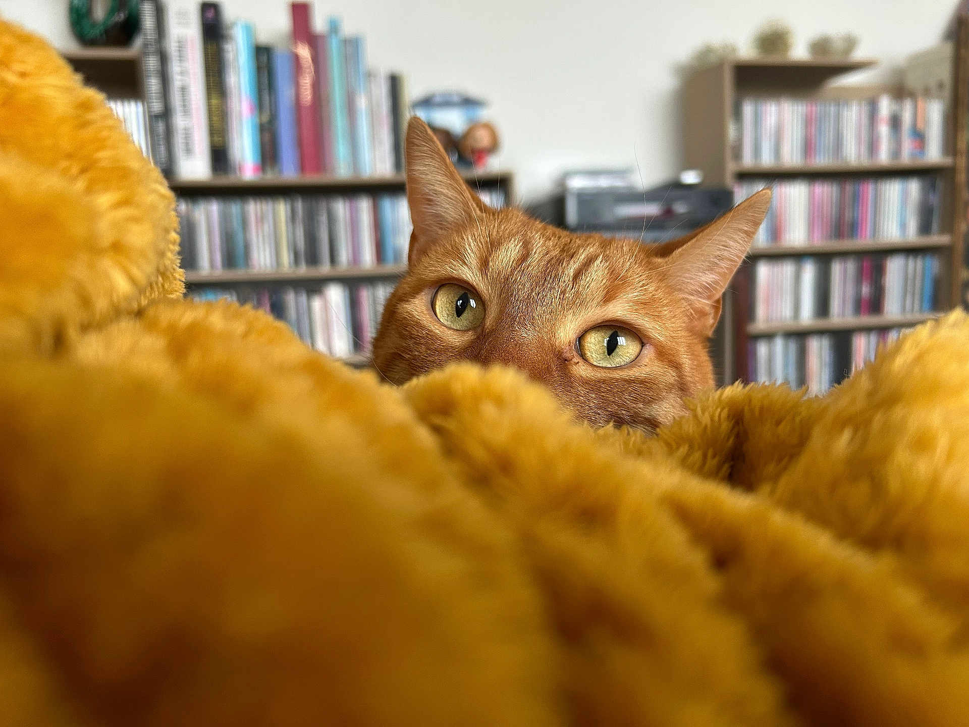 Gepetto participe au concours pour gagner de l'argent avec cette photo : cat, ginger_cat, peeking, blanket, furry, indoor, bookshelf, cds, books, cozy, curious, pet, animal, close_up, soft_texture, yellow, orange, home, furniture, background_blur