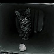 Woodland joined the competition — help win amazing prizes! kitten, cat, tabby, animal, pet, container, toy, fluffy_ball, curious, indoor, young, small, feline, playful, cute, sitting, dark, shadow, eyes, whiskers