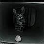 kitten, cat, tabby, animal, pet, container, toy, fluffy_ball, curious, indoor, young, small, feline, playful, cute, sitting, dark, shadow, eyes, whiskers