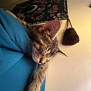 Woodland is registered to the contest to win money with this photo: animal, blue_bedding, cat, closeup, cozy, cute, ear, fur, hanging_bag, indoor, paw, peaceful, pet, relaxed, resting, sleeping, tabby, tapestry, wall, whiskers