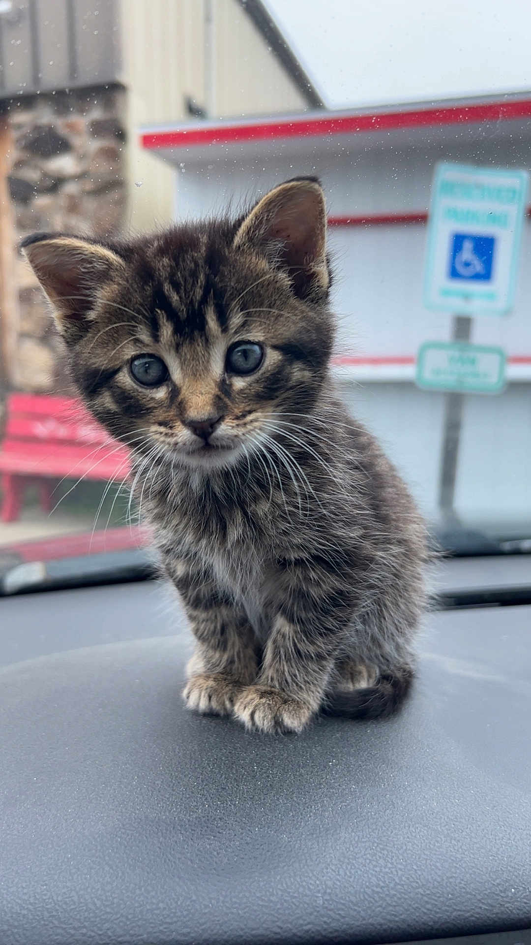 Woodland is registered to the contest to win money with this photo: kitten, cat, tabby, fur, animal, pet, cute, small, eyes, whiskers, dashboard, car, vehicle, indoor, portrait, sitting, curious, young, feline, urban