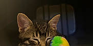 Woodland joined the competition — help win amazing prizes! animal, cat, closeup, colorful, cozy, cute, ears, feline, furry, indoor, kitten, peaceful, pet, resting, sleeping, small, soft, tabby, toy, whiskers
