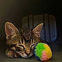 Woodland joined the competition — help win amazing prizes! kitten, cat, sleeping, tabby, toy, colorful, furry, closeup, indoor, pet, cute, resting, small, animal, feline, whiskers, ears, soft, peaceful, cozy