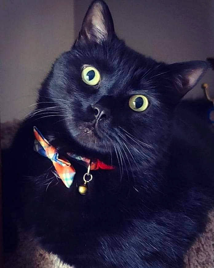 Fred joined the competition — help win amazing prizes! black_cat, bombay, carnivore, cat, claw, collar, domestic_short_haired_cat, electric_blue, fang, felidae, fur, photo_caption, small_to_medium_sized_cats, snout, tail, terrestrial_animal, whiskers