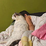 Rambo a rejoint le concours — aidez-le/la à gagner de superbes lots ! arm, bed, bedroom, blanket, cat, child, cozy, cute, domestic_cat, duvet, fur, green_wall, indoor, lying_down, person, pet, pillow, resting, tail, white_cat