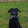 dog, black_dog, pet, animal, tongue_out, grass, outdoor, happy, playful, sitting, canine, ears, collar, nature, field, mammal, friendly, portrait, cute, young_dog