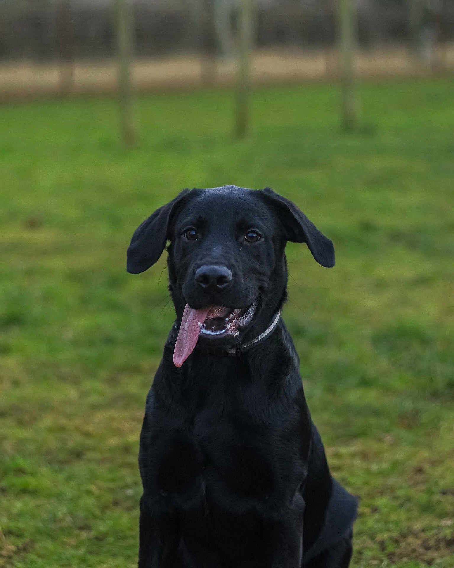 Tubsy joined the competition — help win amazing prizes! dog, black_dog, pet, animal, tongue_out, grass, outdoor, happy, playful, sitting, canine, ears, collar, nature, field, mammal, friendly, portrait, cute, young_dog