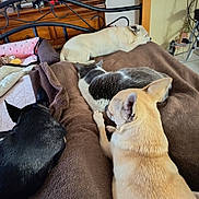 Ninou Samy Et Voyou a rejoint le concours — aidez-le/la à gagner de superbes lots ! animal, bed, beige, black, blanket, brown, cat, companion, cozy, dog, fur, furniture, furry, indoor, pet, quiet, relaxation, resting, sleeping, white