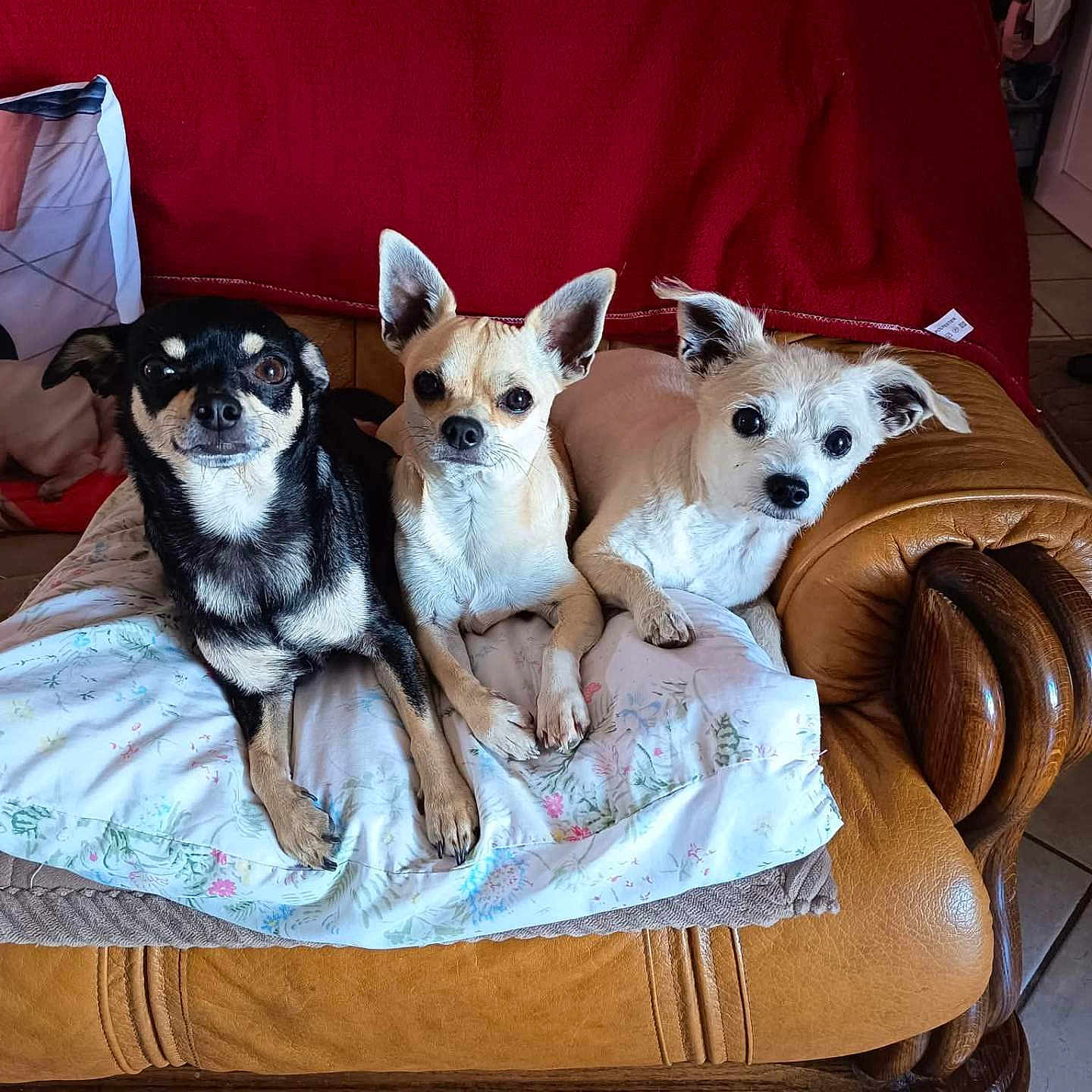 Ninou Samy Et Voyou participe au concours pour gagner de l'argent avec cette photo : animal, blanket, carpet, close_up, couch, dog, floor_tiles, fur, home, indoor, leather_couch, looking_at_camera, pet, pillow, red_blanket, resting, sitting, small_dog, three_dogs, wooden_armrest