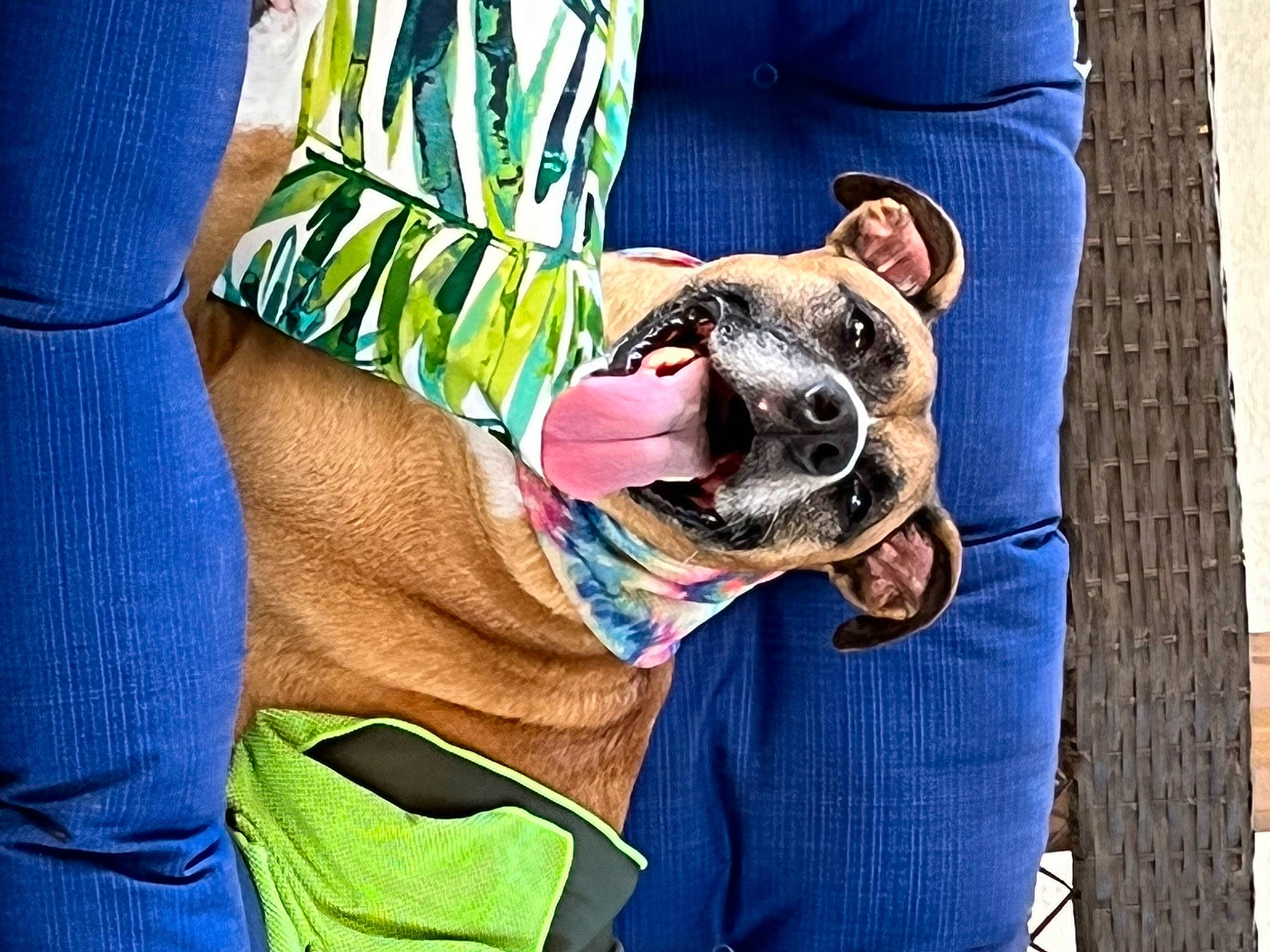 Matty joined the competition — help win amazing prizes! canidae, carnivore, collar, companion_dog, dog, dog_breed, dog_clothes, dog_collar, dog_supply, eyewear, fashion_accessory, fawn, leash, sleeve, snout, sporting_group, sunglasses, vision_care, working_animal, wrinkle