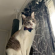 Taïko a rejoint le concours — aidez-le/la à gagner de superbes lots ! abyssinian, accessories, animal, architecture, building, cat, couch, curtain, face, formalwear, furniture, head, indoors, kitten, manx, person, pet, photography, portrait, tie