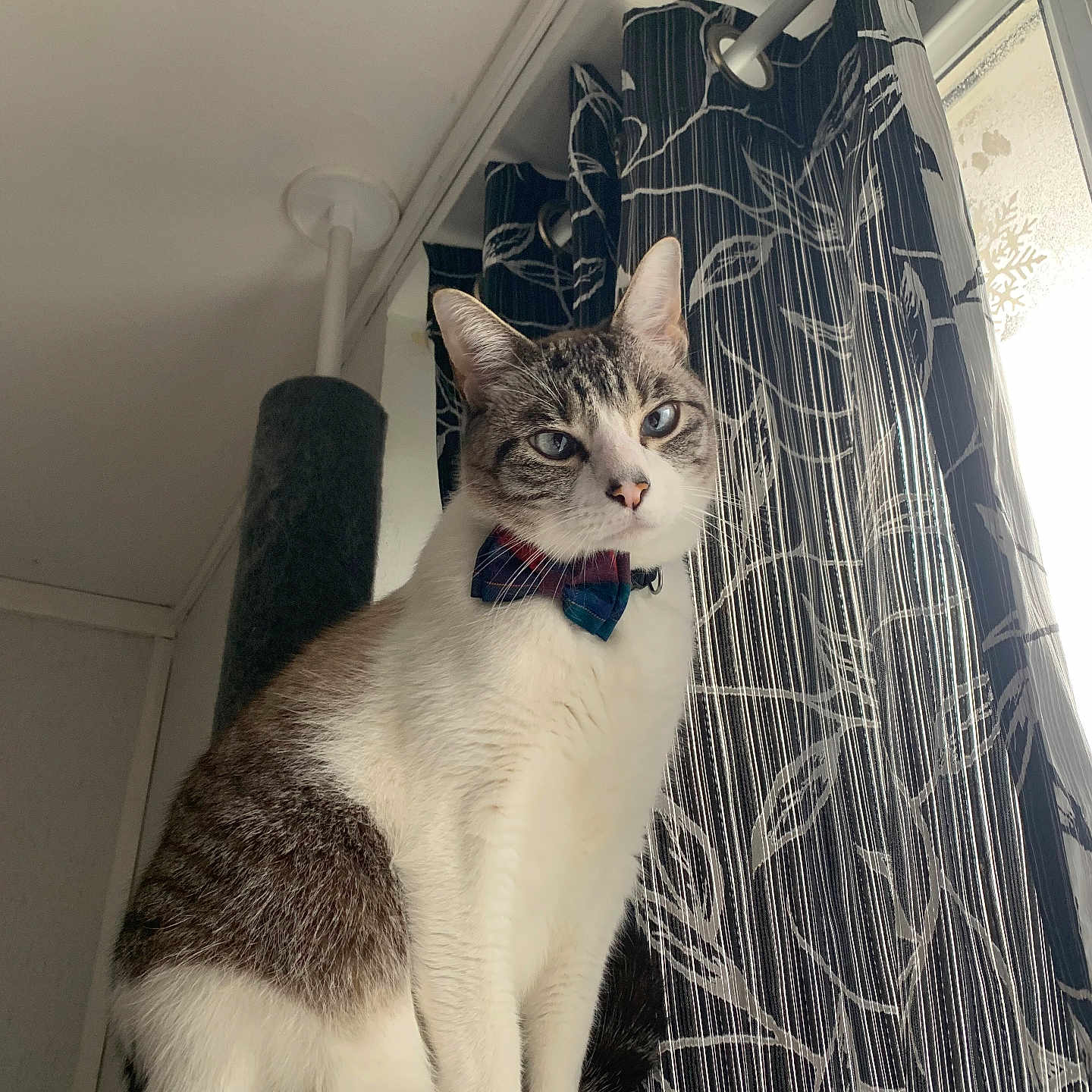 Taïko a rejoint le concours — aidez-le/la à gagner de superbes lots ! abyssinian, accessories, animal, architecture, building, cat, couch, curtain, face, formalwear, furniture, head, indoors, kitten, manx, person, pet, photography, portrait, tie