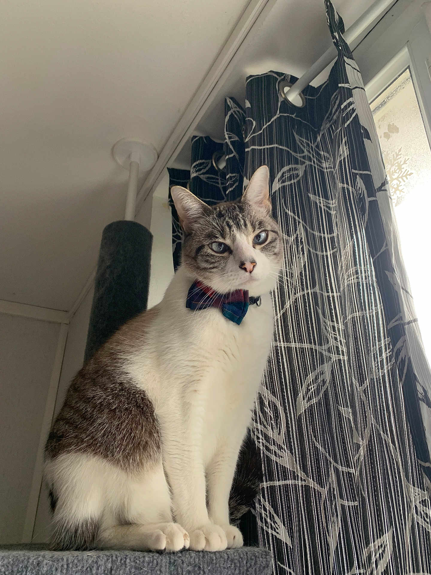 Taïko a rejoint le concours — aidez-le/la à gagner de superbes lots ! abyssinian, accessories, animal, architecture, building, cat, couch, curtain, face, formalwear, furniture, head, indoors, kitten, manx, person, pet, photography, portrait, tie