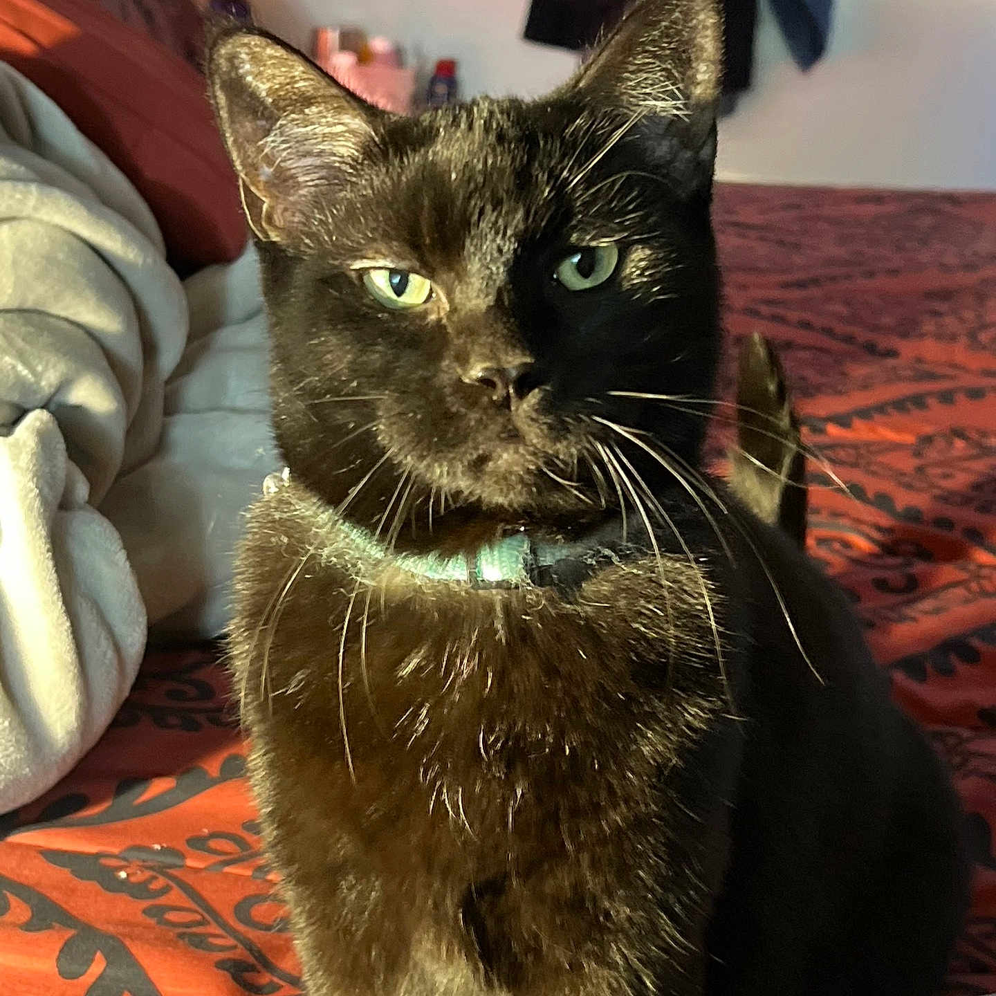 Milo is registered to the contest to win money with this photo: animal, bed, black_cat, blanket, cat, closeup, collar, cute, domestic_cat, feline, fur, green_eyes, household, indoor, mammal, pet, portrait, resting, sleepy, whiskers