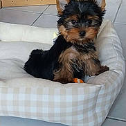 Bianka a rejoint le concours — aidez-le/la à gagner de superbes lots ! puppy, dog, pet, bed, cozy, furry, black_fur, brown_fur, cute, small, indoors, tile_floor, wooden_gate, animal, young, looking, sitting, curious, domestic, companion